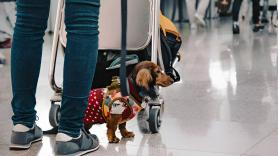 Una mujer no puede montar en el avión con su perro y decide abandonarlo en el aeropuerto: "Está a salvo en un hogar de acogida"