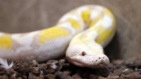 Emiliano, dueño de una serpiente pitón: "Lleva 4 meses sin comer porque solo quiere ratones vivos y ya no los venden; el veterinario dice que no comerá otra cosa tras 15 años con esa dieta"