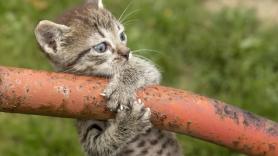 Los científicos llevan 130 años sin resolver cómo los gatos caen siempre de pie: un nuevo estudio que lanzó gatos desde un metro de altura ofrece nuevas pistas
