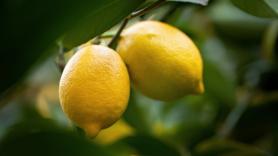 José Antonio García, economista experto en agroalimentación: "Esta temporada nueve de cada diez limones que se consumen en Europa son españoles"