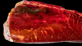 Descubren una hormiga de 40 millones de años en el fósil que perteneció a un reconocido literato