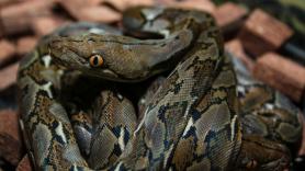 Rescatan en Indonesia a la serpiente salvaje más larga del mundo