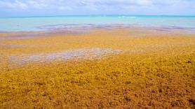 Ni el Caribe ni el Mediterráneo: este es el único mar sin costa y cuya desaparición tendría consecuencias muy graves