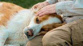 Ayuso se niega a crear un hospital veterinario público para familias con dificultades económicas