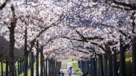 El embajador de Japón en España logra un gran éxito al mostrar lo que ha descubierto en su residencia