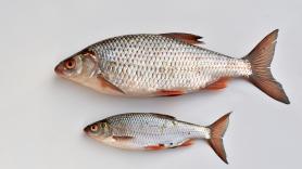 Los científicos no dan crédito: los peces se están haciendo más pequeños y mueren para sobrevivir al calor del mar según un estudio que ha analizado 3.000 especies