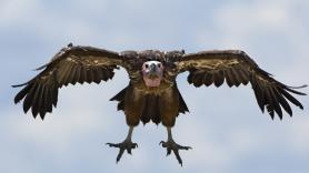 Una especie en peligro de extinción visita por primera vez España: "Es una auténtica rareza"