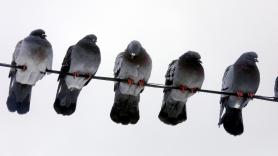 Lo que le ha pasado al alcalde Almeida con una paloma es síntoma de lo que ya viven algunos barrios de Madrid