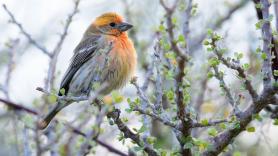 Los científicos no dan crédito: los pájaros urbanos ponen colillas de cigarrillo en sus nidos porque la nicotina mata pulgas, garrapatas y moscas que atacan a sus crías