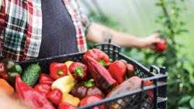 Helena, de graduarse en Trabajo Social a cultivar pimientos: "Decidí probar una temporada y me gustó, cambiaré de sector las veces que haga falta"