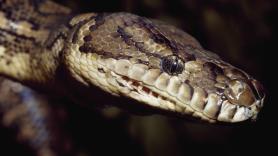 Los investigadores de Stanford y Colorado coinciden: una molécula de la serpiente pitón podría ser el sustituto del Ozempic sin sus efectos secundarios