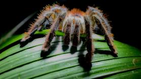 Los científicos descubren una araña que ha evolucionado para parecer infectada por el hongo zombie de 'The Last of Us': así engaña a sus depredadores fingiendo estar muerta