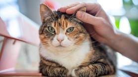 Los veterinarios coinciden: los gatos que salen a la calle viven entre 2 y 3 años menos que los que se quedan en casa, y el 70% de los que son atropellados no sobreviven