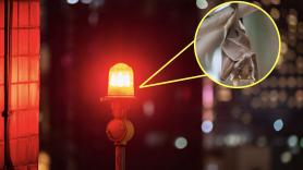 Una ciudad de Dinamarca cambia sus farolas a luz roja para proteger a los murciélagos, pero el color reduce el tiempo de reacción de los conductores