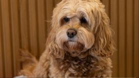 ¿Cómo es un confortable y seguro hotel para perros?