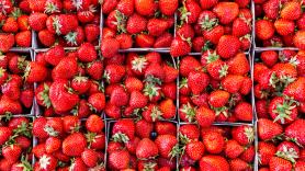 Alejandro Fernández, fundador de La Fresería: "España produce una fresa impresionante, pero desgraciadamente la gente no la prueba: la de mejor categoría se exporta toda al extranjero"