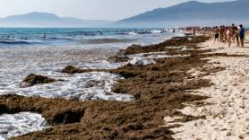 El alga asiática que invade las costas andaluzas desde 2015 puede generar medio millón de nuevos ejemplares por metro cuadrado al año