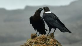 Dos cuervos africanos llevan 15 años sobrevolando Las Palmas porque son tan inteligentes que aprendieron a reconocer los coches de los veterinarios que intentaban capturarlos