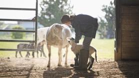 Laura Martínez, ganadera de 33 años: "Si el Estado tuviera que limpiar el monte con máquinas lo que hacen mis cabras y ovejas, le costaría mucho más que los 5.000 euros que me pagan a mí"