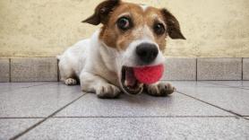 Una veterinaria da las claves para reaccionar si tu perro sufre un atragantamiento: "Nunca metas los dedos a ciegas"