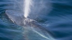 Un equipo de científicos presencia por sorpresa el nacimiento de una ballena y descubren un comportamiento nunca antes visto: "Ha sido como ganar la lotería"