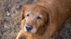 Un etólogo canino, sobre la vejez de los perros: "Pequeños ajustes en lo cotidiano le ayudan a sentirse más tranquilo y acompañado"