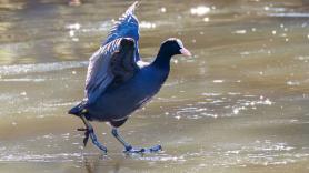 Plácido, biólogo de 72 años, salvó la focha cornuda de la extinción en España en 1992: ahora su reserva necesita 120.000 euros al año para sobrevivir y nadie la ayuda