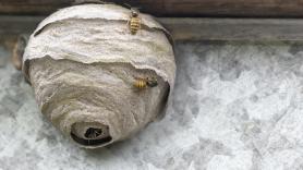 Una niña de tres años llevaba semanas diciendo que en su casa había "monstruos" y un apicultor descubre la siniestra verdad: "Había más de 70.000 abejas entre las paredes"