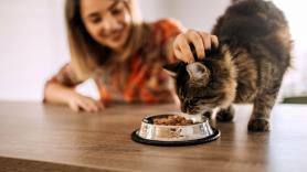Científicos japoneses tienen una nueva teoría sobre por qué los gatos no suelen terminarse su comida: la clave no está en el estómago, sino en el olor