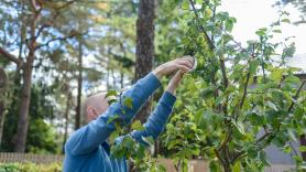 El árbol perfecto para tu casa: sus raíces no levantan el cemento, da frutos y es duradero