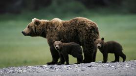 Los osos del Pirineo llevan 20 años creciendo un 11% al año pero están al borde de una crisis genética: solo quedan 108 y todos son primos