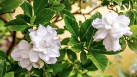 Eduardo Barba, jardinero e investigador botánico: "Cuando las raíces de una gardenia se secan, grita sin vocalizar: pide a gritos que haya siempre un punto de humedad constante"