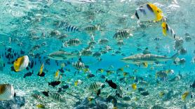 Los científicos coinciden en esta paradoja: los lugares del planeta con menos especies son, los más únicos e irreemplazables para conservar la biodiversidad global