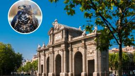 Madrid recurre a águilas y halcones para salvar la Puerta de Alcalá: así funciona este inédito plan contra las palomas