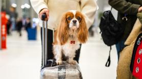 Así funciona el pasaporte para mascotas de la Unión Europea que entra en vigor el 22 de abril