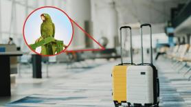 Un aeropuerto europeo se vuelca desde hace días en una misión casi imposible: encontrar al dueño de un loro perdido