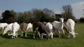 José Bustos, ganadero de 20 años: "A mí me encantan los animales pero no me meto en mitad de un rebaño, hay que respetarlos"