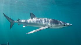 Paola, española que vive en Maldivas: "Nuestros océanos se están muriendo y nosotros somos los siguientes"