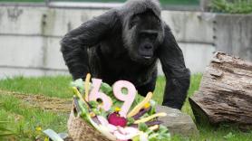 El gorila más viejo del mundo acaba de cumplir 69 años, que equivale a una vida humana de más de un siglo: "Es como mirar a una abuela"