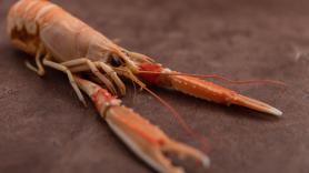 Científicos descubren que las cigalas reaccionan a los analgésicos y hacen un nuevo llamamiento urgente para impedir que se las cocine vivas: "Sienten dolor"