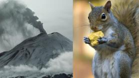 Los vulcanólogos coinciden: un grupo de ardillas son las responsables de que un ecosistema de EEUU se siga recuperando 40 años después de la última erupción