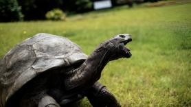 El susto de Jonathan, el animal terrestre vivo más longevo del mundo: un estafador dio por muerta a esta tortuga coetánea de Napoleón y de TikTok