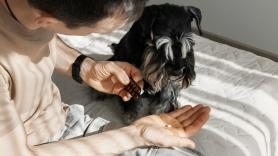 Italia cambia las normas: los empleados podrán disfrutar de permisos en el trabajo para cuidar de mascotas enfermas con justificante del veterinario