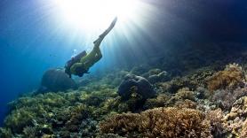 Los científicos no dan crédito: el primer animal que habitó la Tierra hace 550 millones de años era 'blando como una esponja de cocina' y no dejó rastro fósil durante 160 millones de años