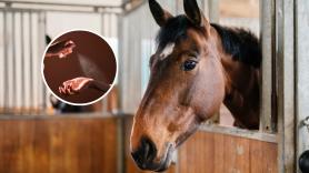 Los expertos coinciden: los perfumes "dupe" que arrasan online contienen orina de caballo, metanol y hasta anticongelante