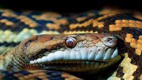 La ciencia lo confirma: un fósil hallado en Taiwán era de una serpiente "superdepredadora" que reinaba en la isla hace millones de años