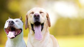 Un perro faquir, un gato ninja, un teckel espía... las mejores anécdotas sucedidas en el veterinario