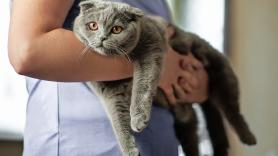 Siete años perdido a 3.700 kilómetros: el chip de Dodger ha permitido a Amber y sus dos hijos recuperar el gato que escapó en una mudanza tras la muerte del padre