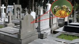 Los científicos descubren 5,5 millones de abejas viviendo bajo las tumbas de un cementerio: el mayor asentamiento de abejas solitarias jamás registrado