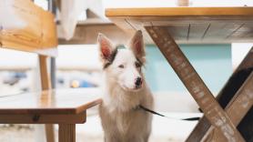 No entra a un restaurante por admitir perros: la respuesta de los dueños lleva 35.000 'me gusta' y subiendo